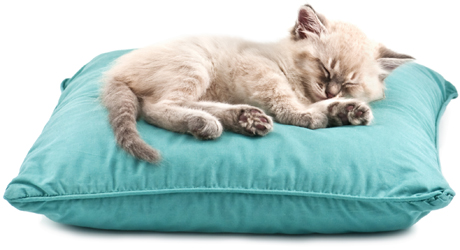 bigstock_kitten_sleep_on_pillow_isolate_16352183-l